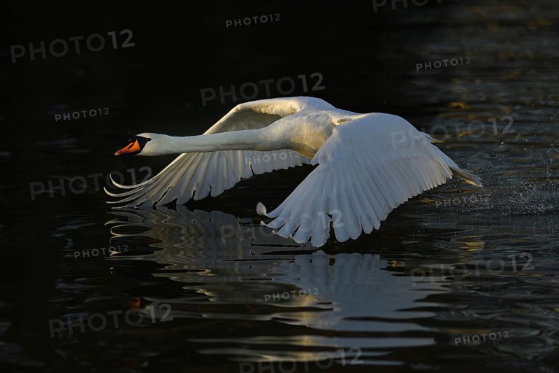 Mute swan (Cygnus olor)