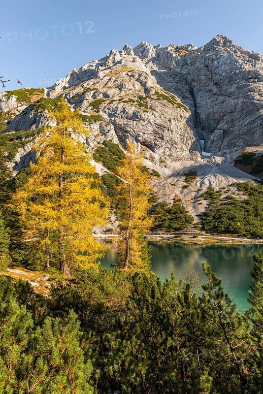Yellow larches in autumn colouring at Seebensee