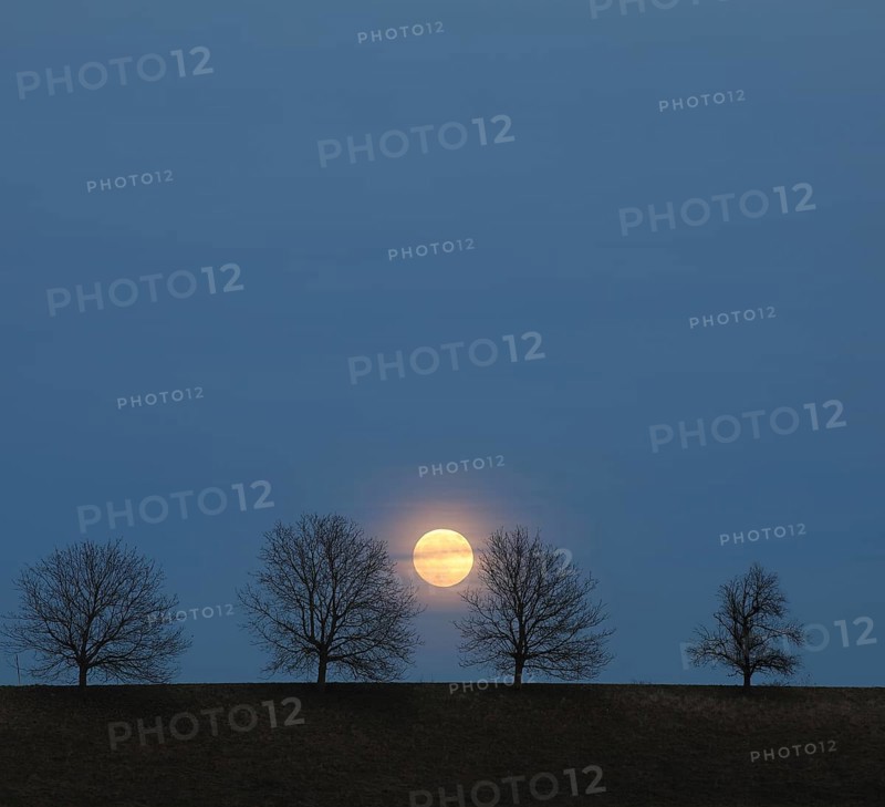Full moon behind a row of trees