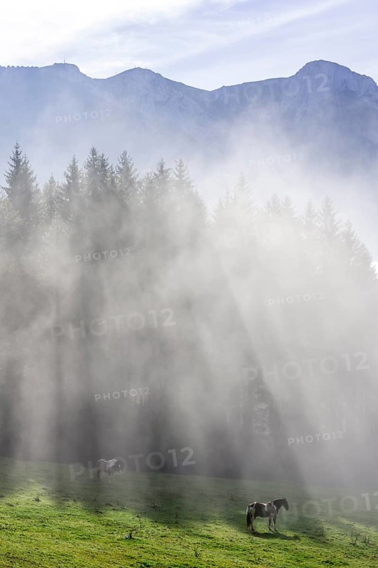 Horse on pasture and fog at the Hochsteinalm