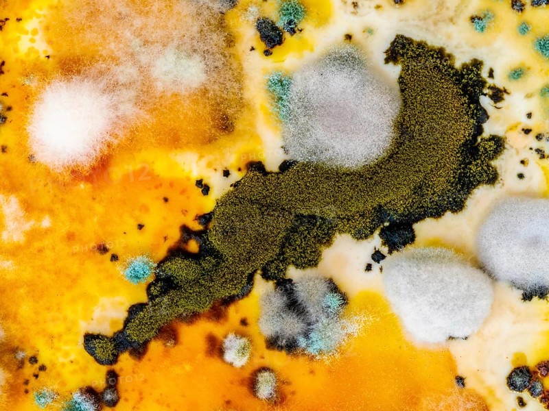 Mould