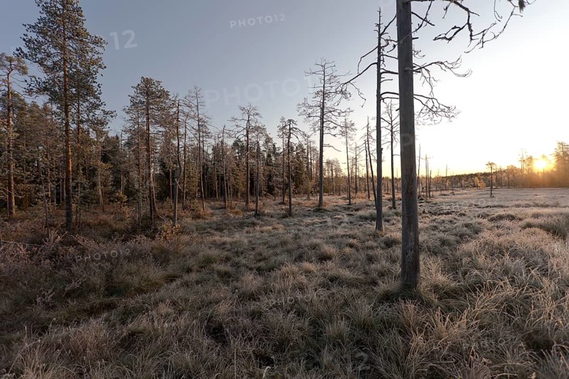 Sunrise in the autumnal Finnish taiga