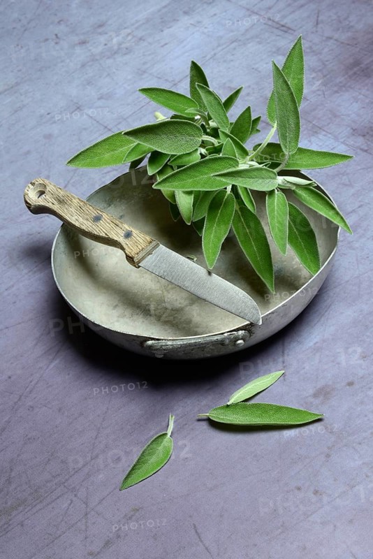 Sage branch in shell