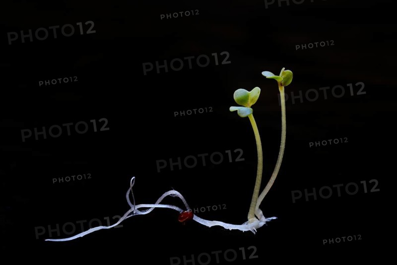 Broccoli shoot