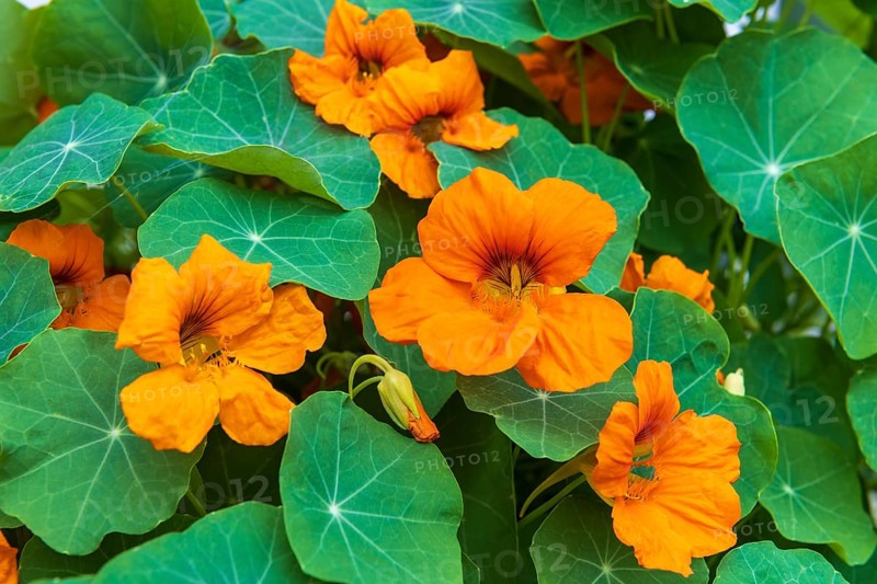 Orange flowering nasturtium (Tropaeolum majus)