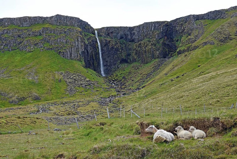 Ewe with two lambs