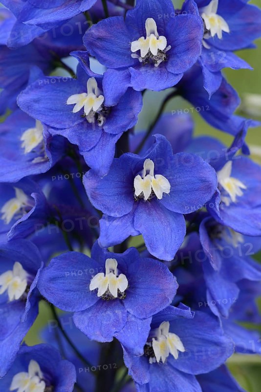 Larkspur