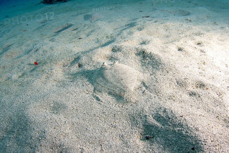 Flounder (bothus lunatus) hiding in sandy bottom