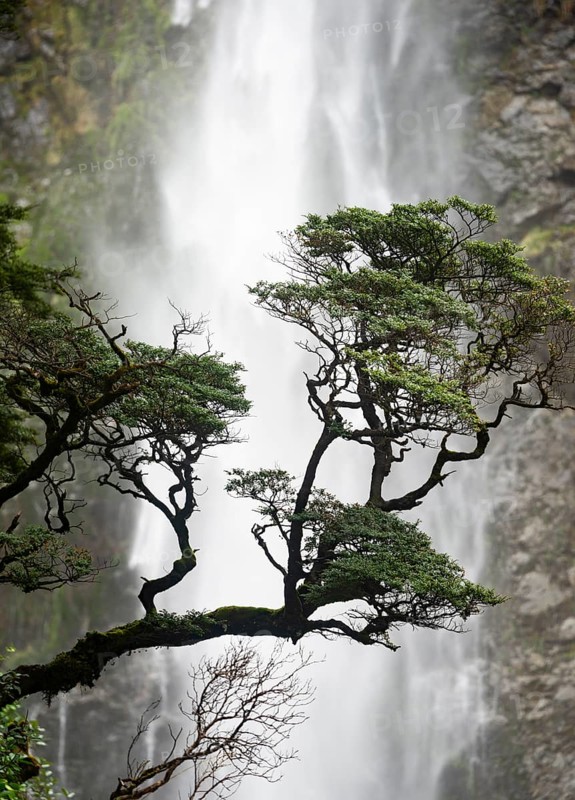 Branch of a tree in front of waterfall