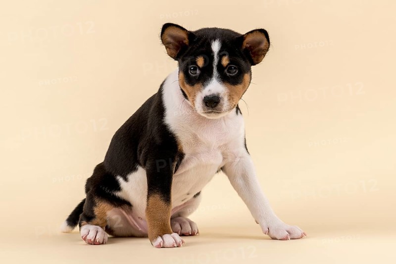 Basenji or Congo Terrier (Canis lupus familiaris)
