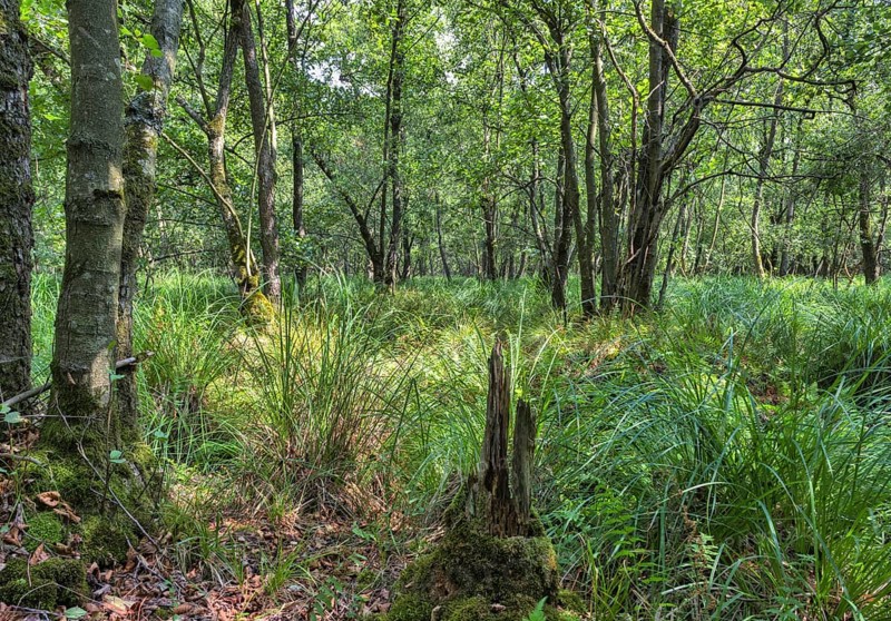 Summer floodplain forest with Greater Tussock Sedge (Carex paniculata) and Black alder (Alnus glutinosa)