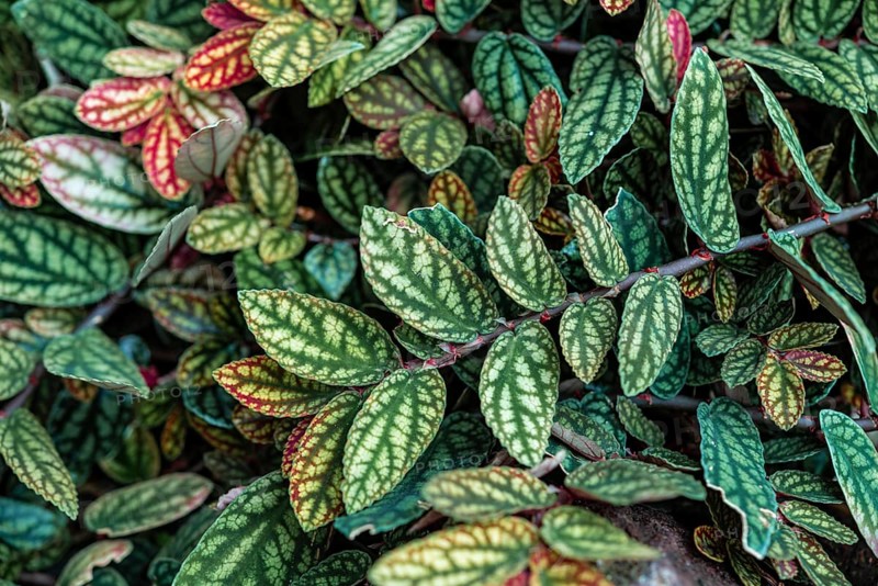 Green and purple patterned leaves