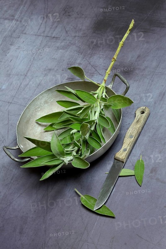 Sage branch in shell