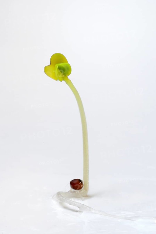 Broccoli shoot