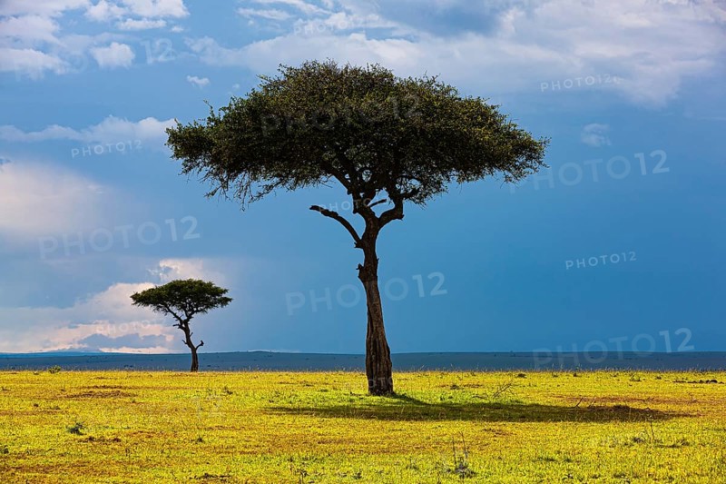 Umbrella acacia (Mimosoideae)