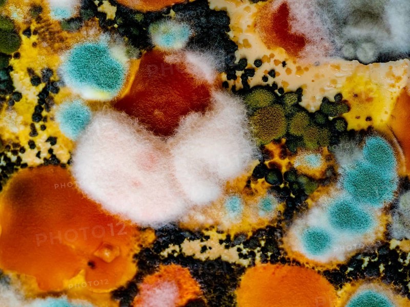 Mould
