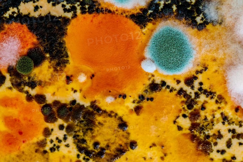 Mould