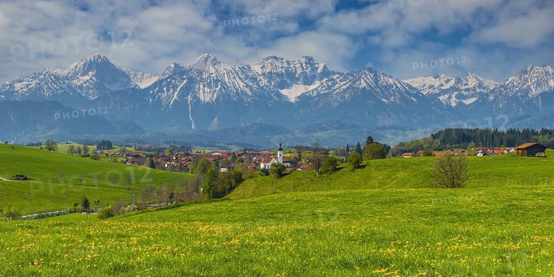 Dandelion (Taraxacum sect. Ruderalia) in spring