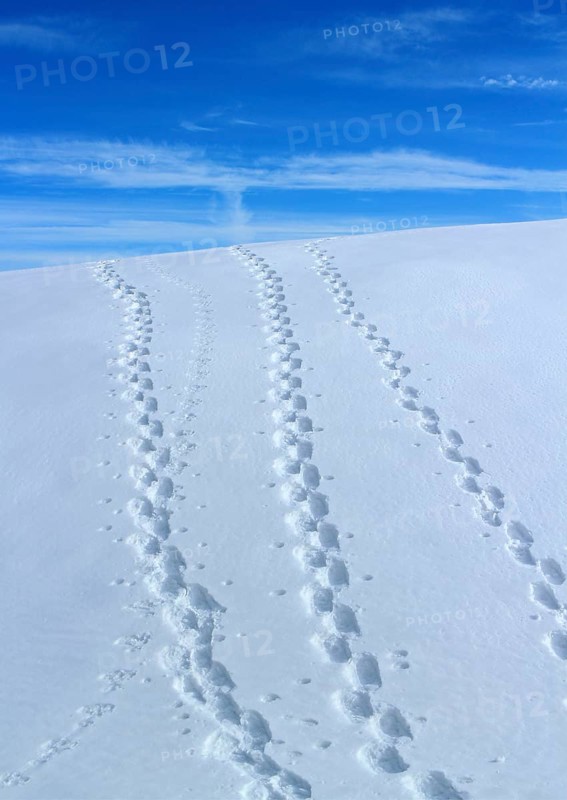 Snowshoe trails on the Heuberg