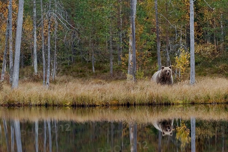 Brown bear (Ursus arctos) in autumn forest