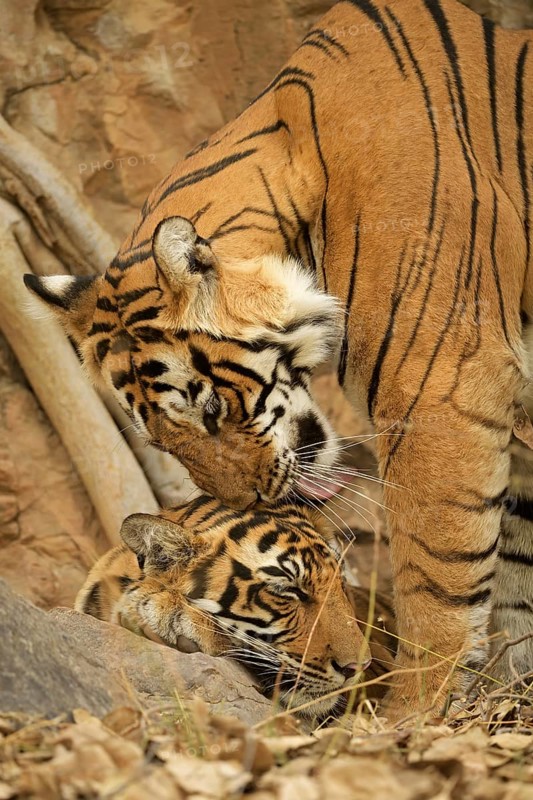 Tiger (Panthera tigris tigris)