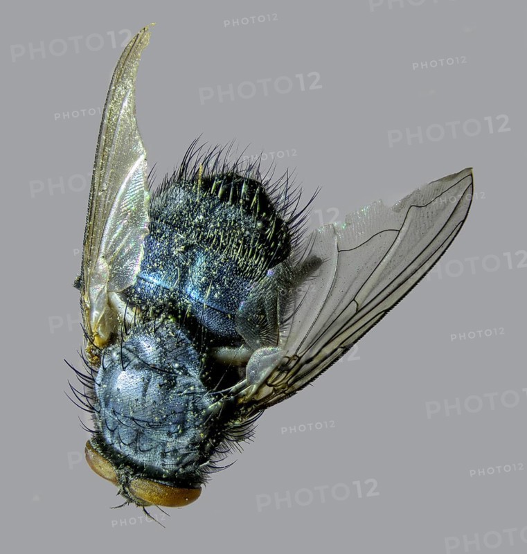 Common Housefly (Musca domestica)
