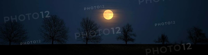 Full moon behind a row of trees