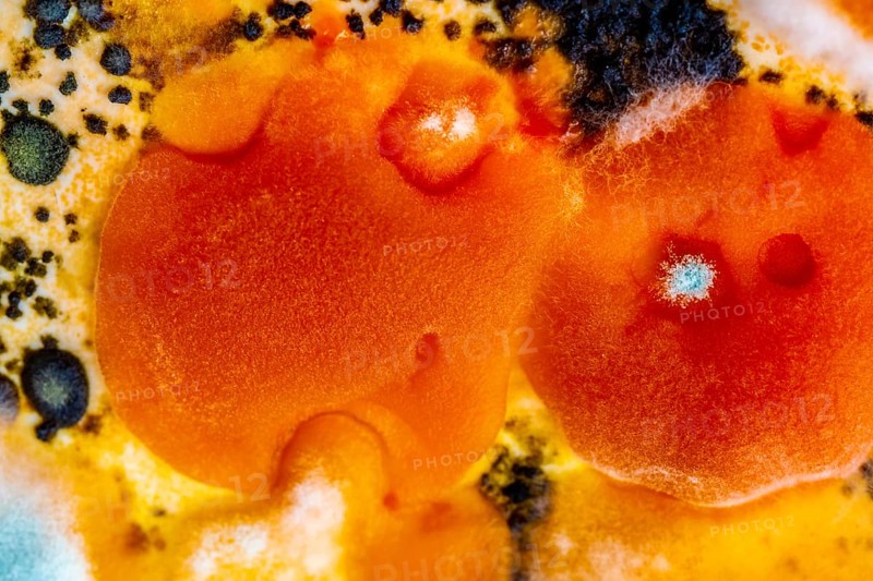 Mould