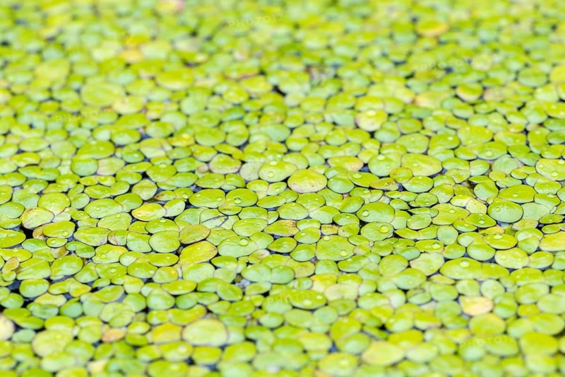 Common duckweeds (Lemna minor)