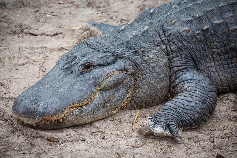 American alligator (Alligator mississippiensis) is located in Sand