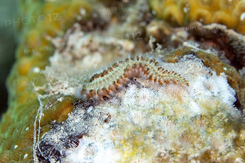 Bearded fireworm