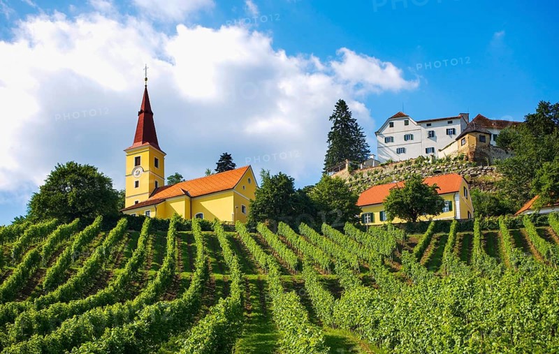 Vineyard with Kapfenstein Castle