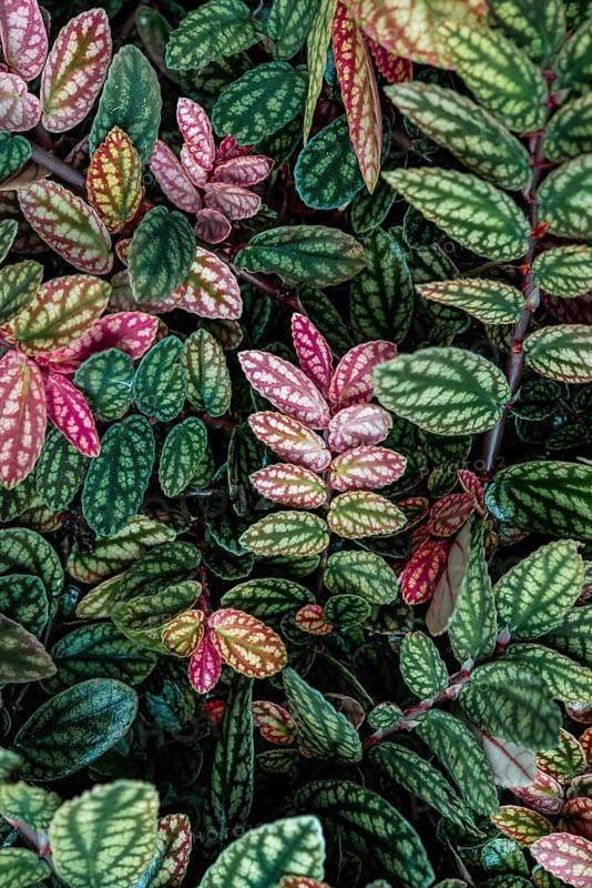 Green and purple patterned leaves