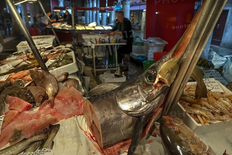 Fresh Swordfish (Xiphias gladius)