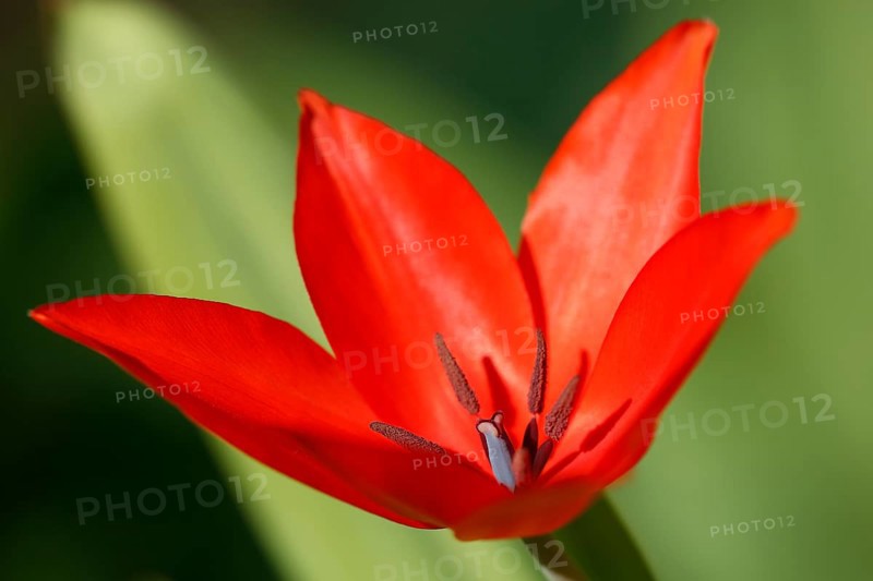 Red tulip