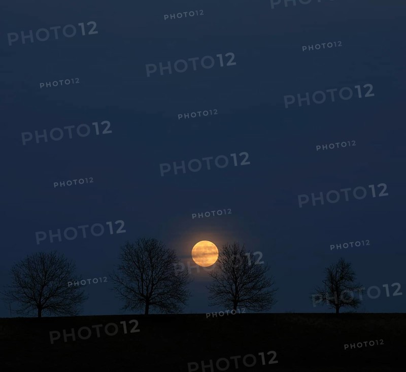 Full moon behind a row of trees