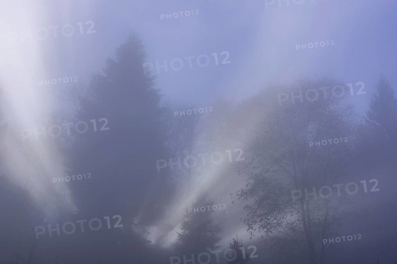 Tree in fog with backlight