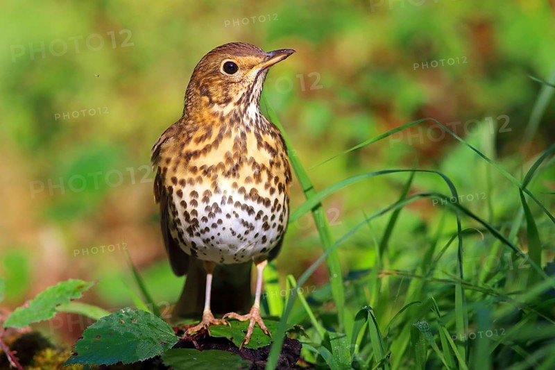 Song thrush (Turdus philomelos)