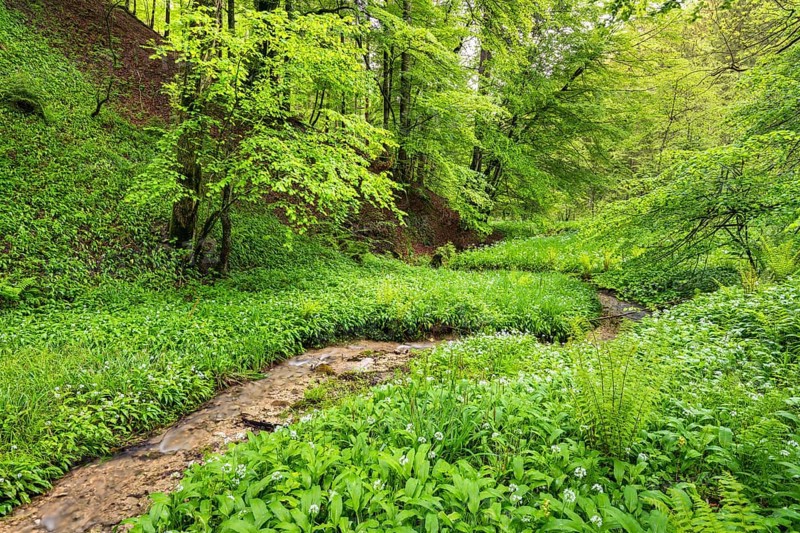 Ramsons (Allium ursinum) in the forest