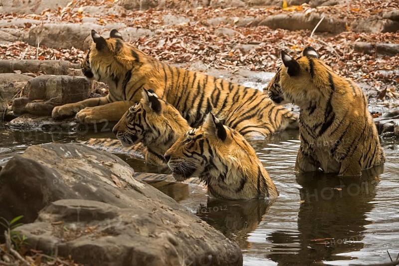 A family of four tigers (Panthera tigris tigris)