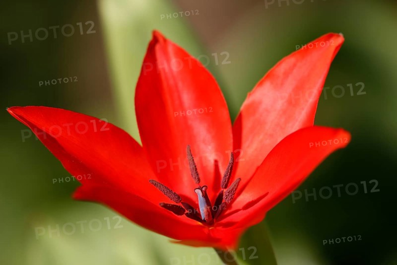 Red tulip