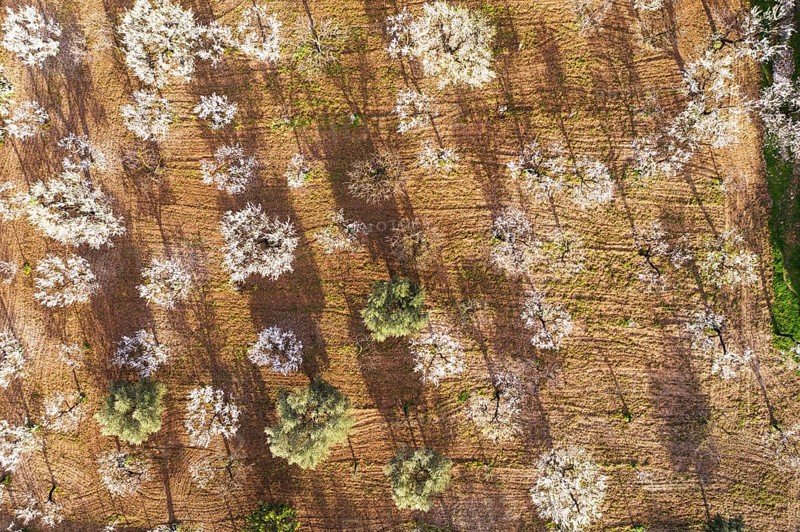 Almond blossom
