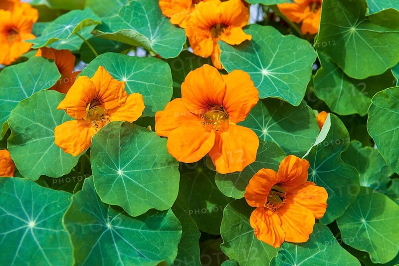Orange flowering nasturtium (Tropaeolum majus)