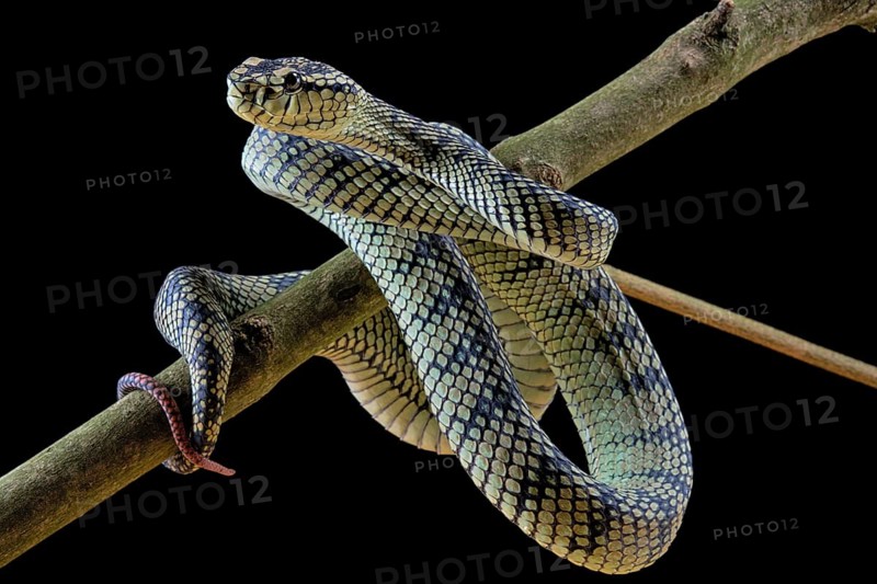 Sumatran Pitviper (Trimeresurus sumatranus) Captive