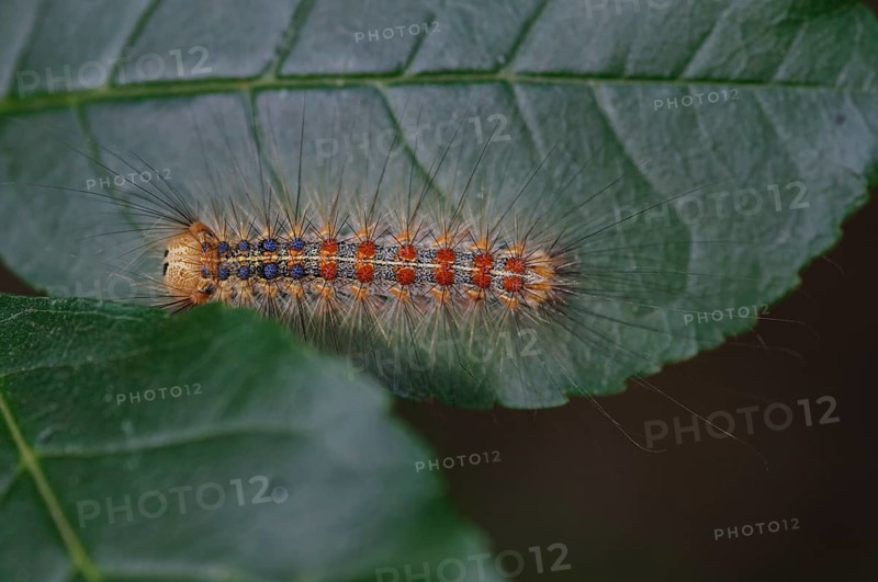 Caterpillar of Gypsy moth (Lymantria dispar)
