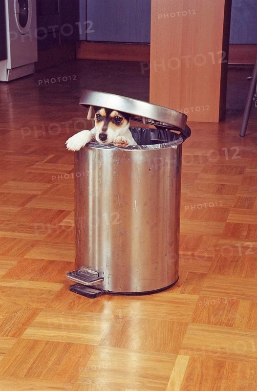 Jack Russell Terrier tries to raid the trash can