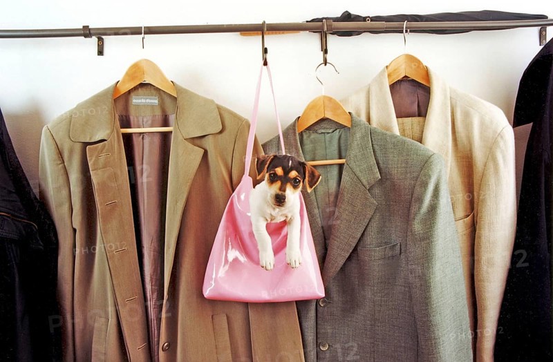 Jack Russell Terrier in the handbag at the coat rack