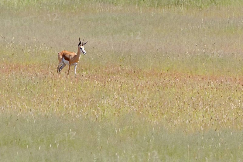 Springbok (Antidorcas marsupialis)