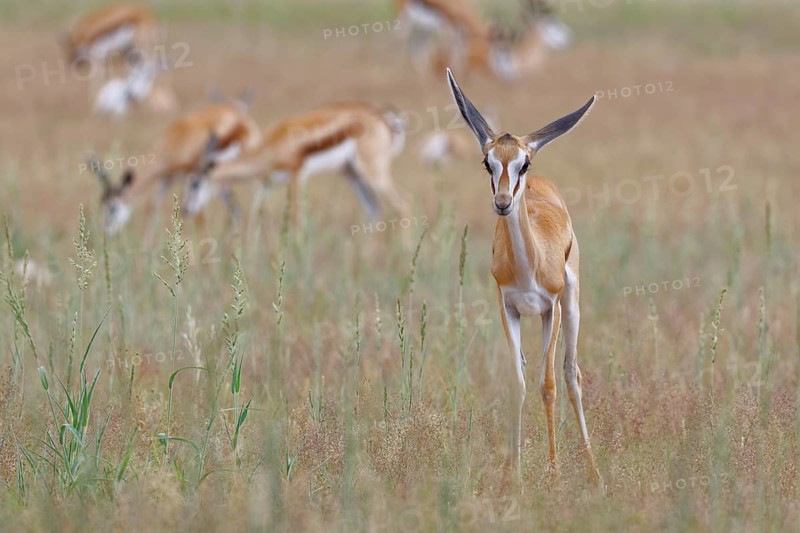 Springbok (Antidorcas marsupialis)