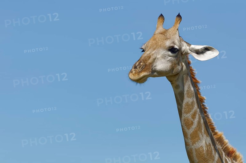 South African giraffe (Giraffa camelopardalis giraffa)